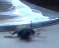A bugs life