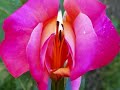 rita coolidge ~ we are all alone ~music and photos