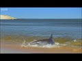 Intelligent and adaptable, these dolphins have developed a unique technique for catching fish that ordinarily remain tantislisingly out of reach near Shark Bay in Australia... Visit www.bbcearth.com for all the latest animal news and wildlife videos Subscribe to BBC Earth bit.ly BBC Earth Channel: www.youtube.com Check out the Planet Earth playlist: bit.ly Click for the Dolphins Playlist: bit.ly