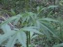 White Widow 1/2007 cannabis Marijuana marihuana Hanf