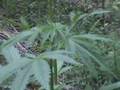 White Widow 1/2007 cannabis Marijuana marihuana Hanf