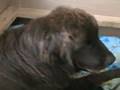 Newfy Pup Feeding Time