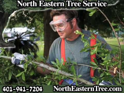 how to fertilize sycamore tree