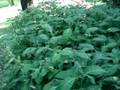 SALVIA DIVINORUM ETHNOPLANTS Ska pastora/Sauge des devins