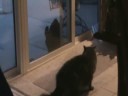 Cat Fight Cat Fight