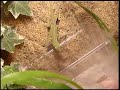 Rotkehlanolis - Anolis carolinensis