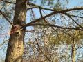 Rope Chain Saw