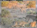 Deer hunting at Rafter W Ranch