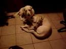 Ajax and Comet