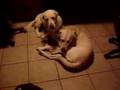 Ajax and Comet