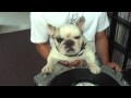 DJ Greyboy's french bulldog DJ MAMA Scratch pt. 3...the earthquake! dog scratching