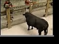 Pamplona - Running of the Bulls 7/13/00