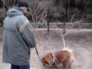 carrentalsbeijing: runing dog in the morning carrentalsbeijing: runing dog in the morning