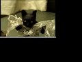 Devious Cat on Ken Livingstone Devious Cat on Ken Livingstone