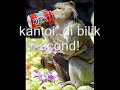skandal2