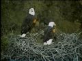 PH - The Ins & Outs of Nest Building aka Nestorations
