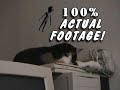 Alien Bothers Cat Alien Bothers Cat
