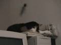 Alien Bothers Cat