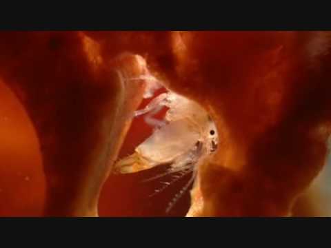 shrimps - From BBC the series of The Blue Planet these amazing shrimps are shown in the episode of Coral Seas. Fantastic how besides bees, ants and wasps also shrimps ...
