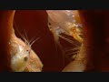 Social Shrimps