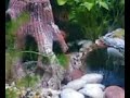 Tiger Barbs
