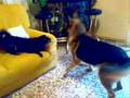 videos de Negri+Rex: Vaya par de dos