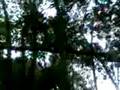 videos de cipó no pico