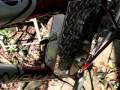 Craigs List Electric Bikes