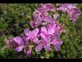 ????????floating in pink flowers ????????floating in pink flowers