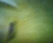 alay