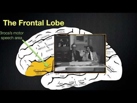 065 The Anatomy and Functions of the Frontal Lobe