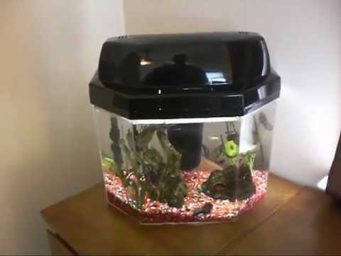 how to properly care for african dwarf frogs