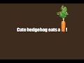 Hedgehog Eats a Carrot