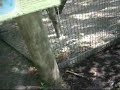 Baby Monkey Baby Monkey