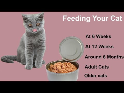How Often Should I Feed My Cat