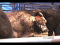 Breeding and Raising Bulls for the PBR