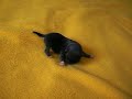 Cachorrita chihuahua puppy (7 days old)