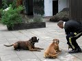 HUNDEKAMPF \" PUKI vs CODY \"