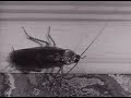 Pesticide Use in the 1950s Pesticide Use in the 1950s