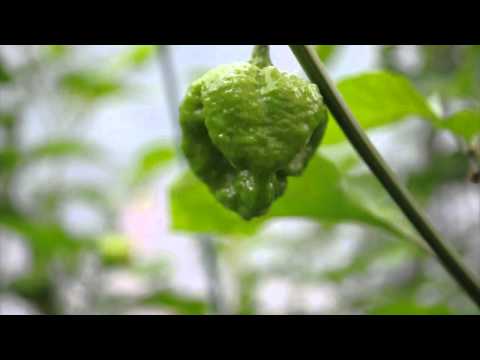 how to harvest scotch bonnet peppers