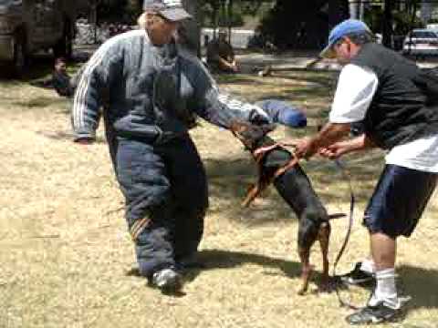 jagd terrier
