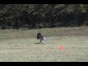Lure Course with Ridge and Dawn