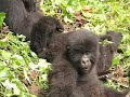 Newborn Mountain Gorilla in Congo