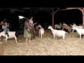 The Ditty Bops @ Redwood Hills Goat Farm: \"In The Meantime\"