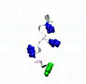 how to dissolve hydrophobic peptides