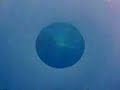 video : nell'arcipelago di vava'u - regno di tonga- si puo' nuotare con la balene megattere da maggio a novembre- humpback whales