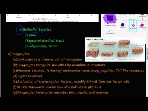 how to isolate intestinal epithelial cells