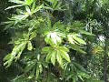 Windward Windward
