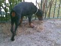 DOBERMANN