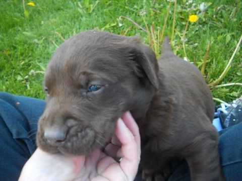 dodger at 4 weeks of age